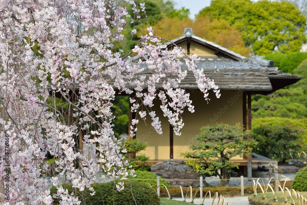 桜の木と茶室