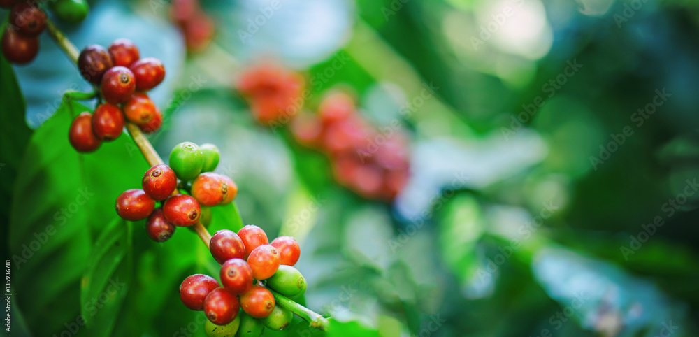 fresh coffee beans on tree