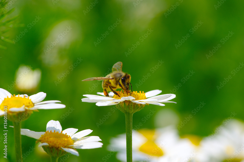 Bee on the flower