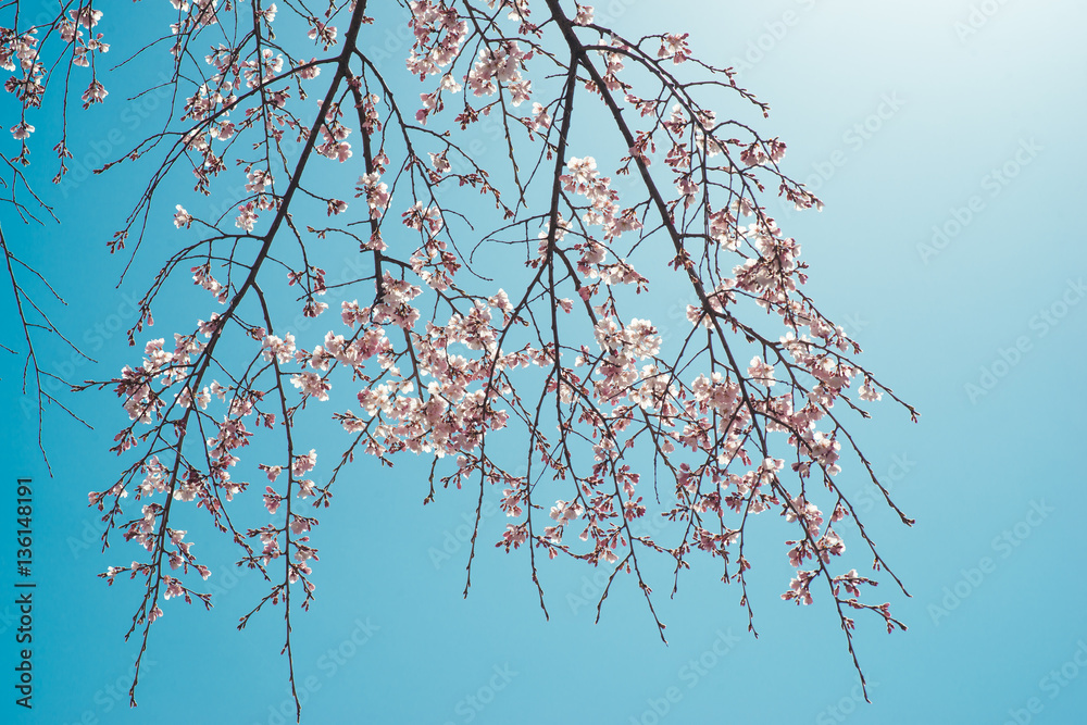 美丽的樱花樱花在春天的蓝天上绽放。
