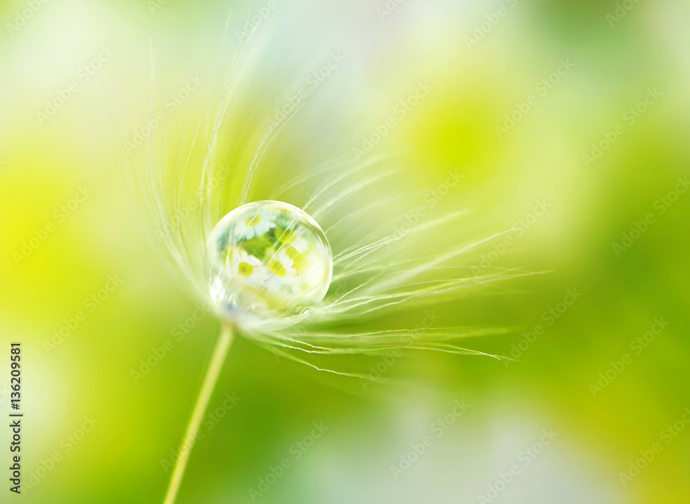 Rain drop dew on a dandelion seed in the wind  with reflection of flowers daisies on a meadow outdoo