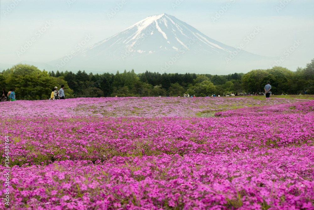 Mt.Fuji with the field of pink moss at Yamanashi, Japan.