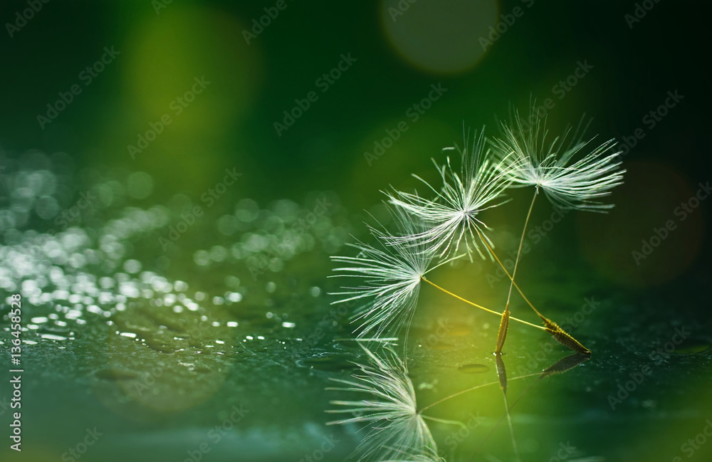 Seeds dandelion mirror reflection on Dark green background and drops dew sparkle with a beautiful go