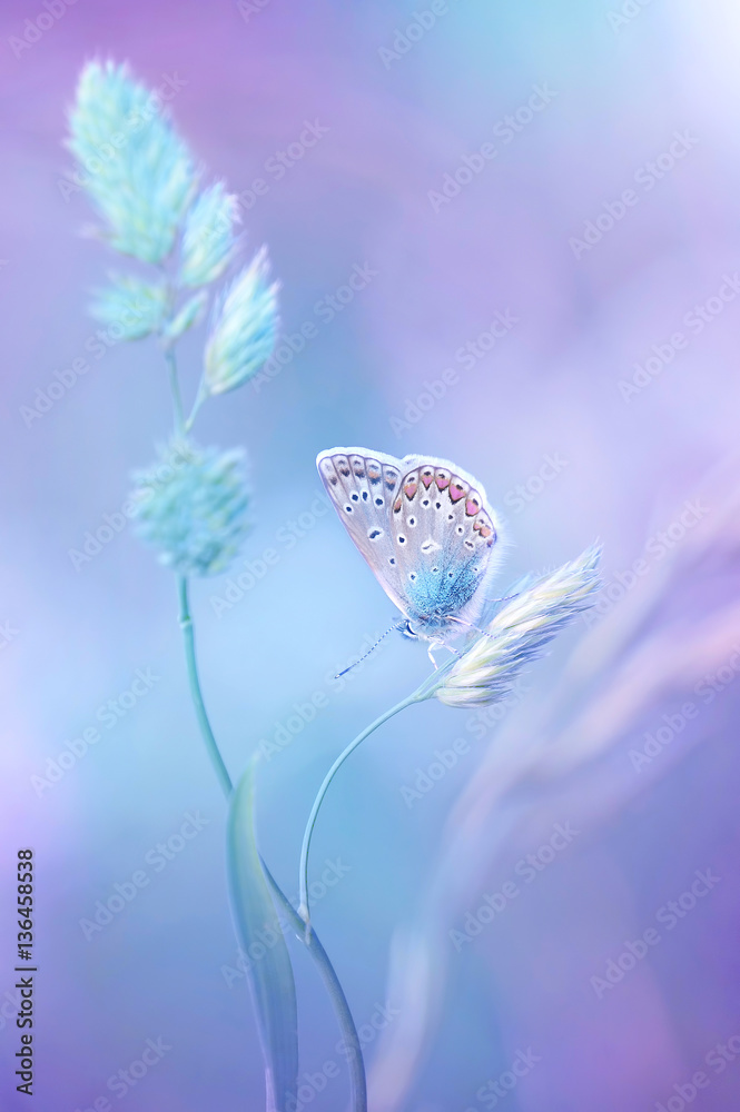 Beautiful light-blue butterfly on blade of grass on a soft lilac blue background.  Air soft romantic