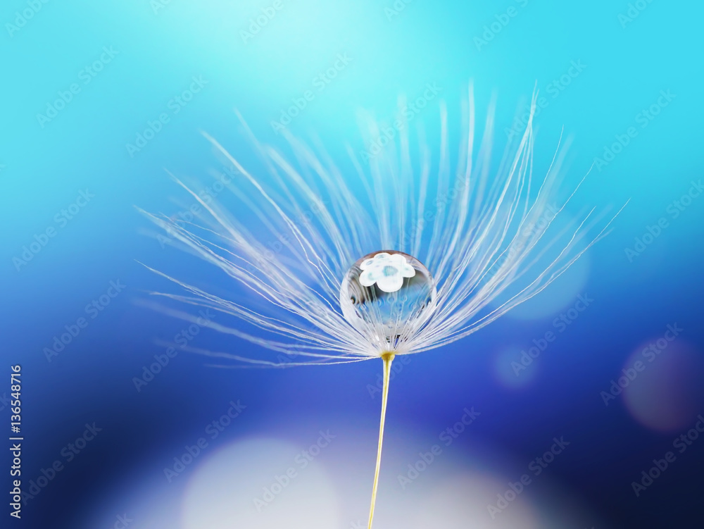 Beauty water drop rain dew on a dandelion seed with reflection of flower on a blue background macro.