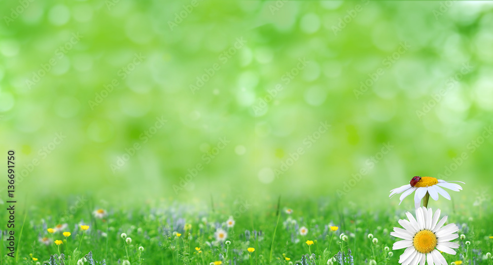 绿色的夏季自然背景，洋甘菊花。