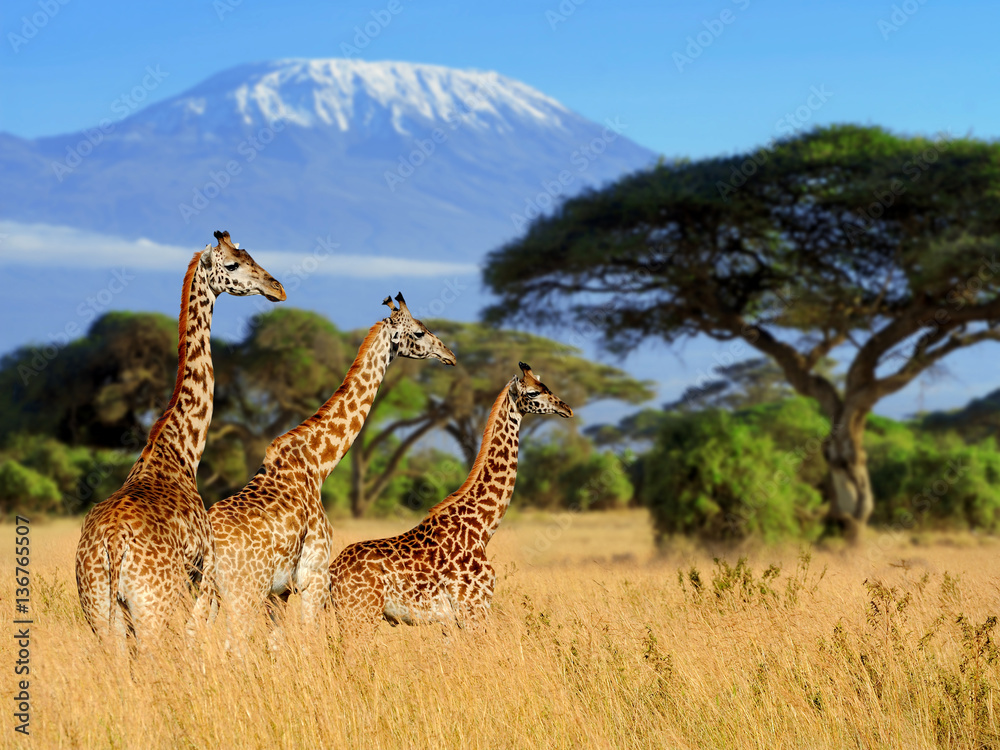 Three giraffe on Kilimanjaro mount background