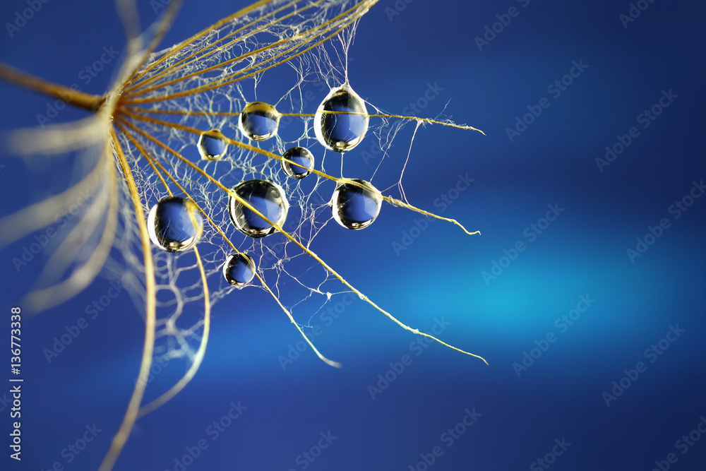 Water drops rain dew close-up macro to seed dandelion flower on a blue background. Beautiful image s