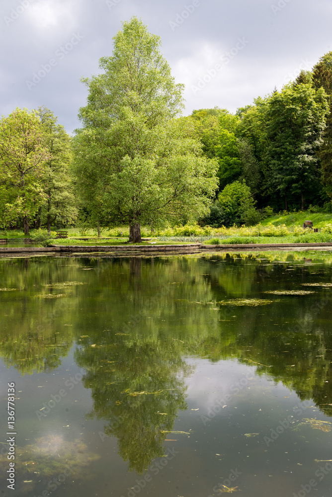 Magnifique reflet sur leau dun lac dun arbre centenaire. Promenade au bord du lac.