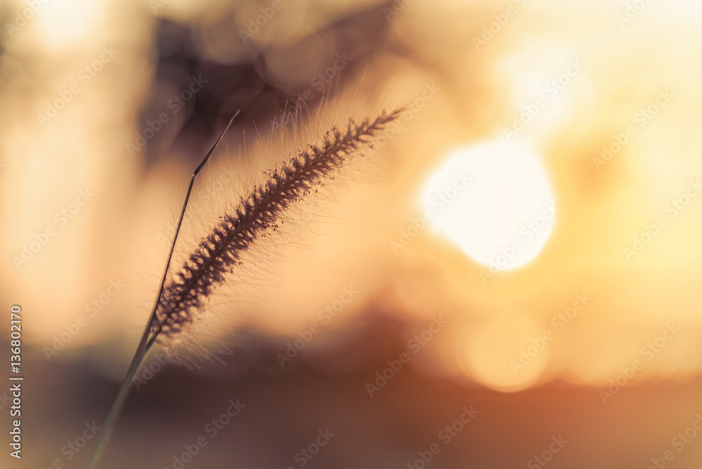 Abstract meadow background with grass in the meadow and sunset,