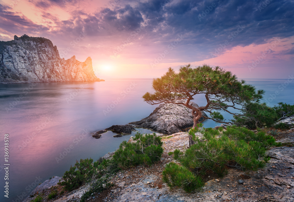 Tree growing from the rock against sea, mountains and colorful cloudy sky with sunlight at twilight 