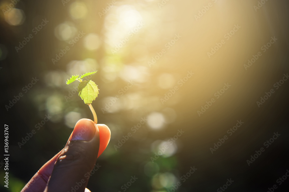 Hand holding a little sprout with sunrise in the morning.