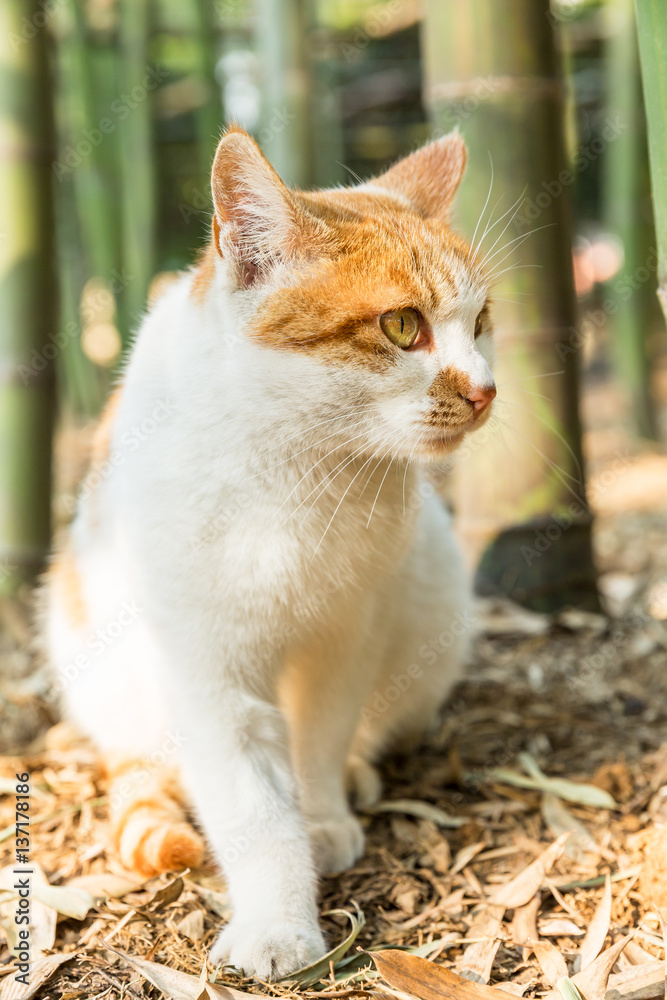 A lovely cat in outdoor