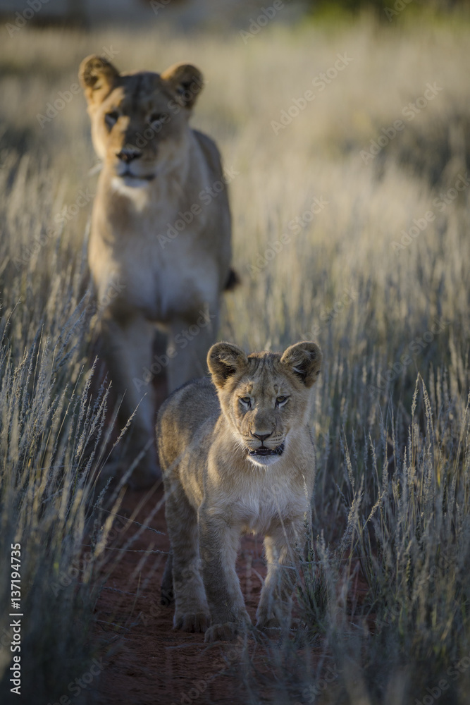 Lion (Panthera leo) cub and adult female. Kalahari. Northern Cape. South Africa.