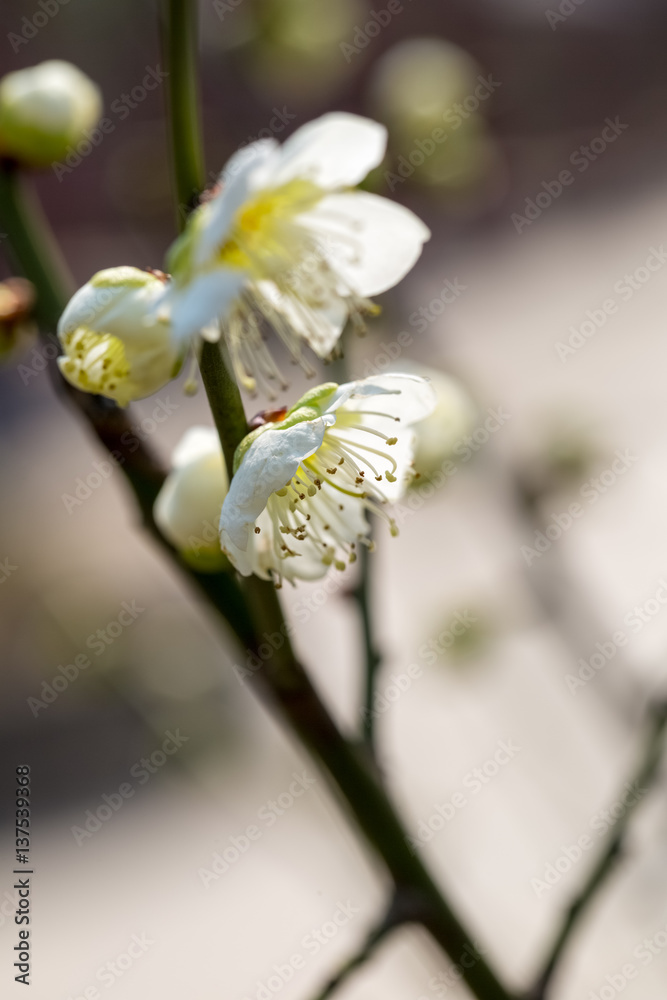 white plum blossom blooming