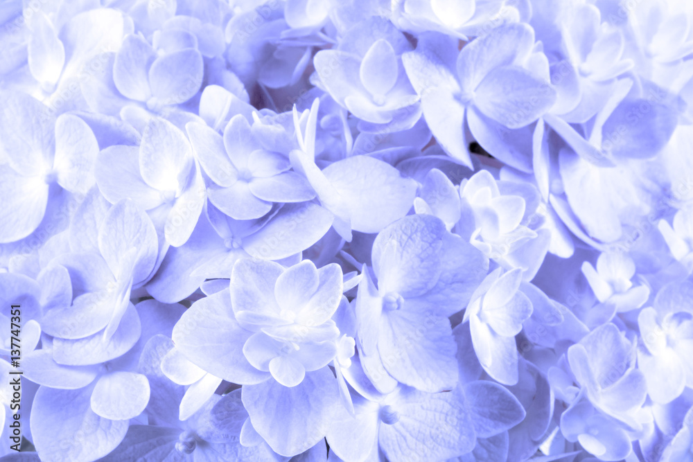 sweet  hydrangea flowers on a white background