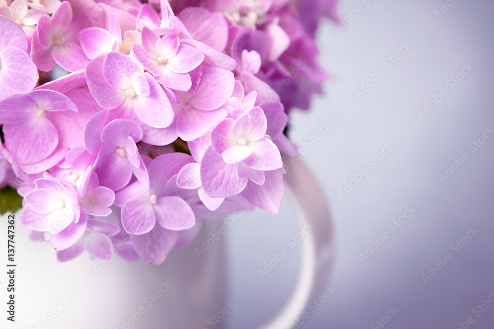 白色花瓶里的甜绣球花