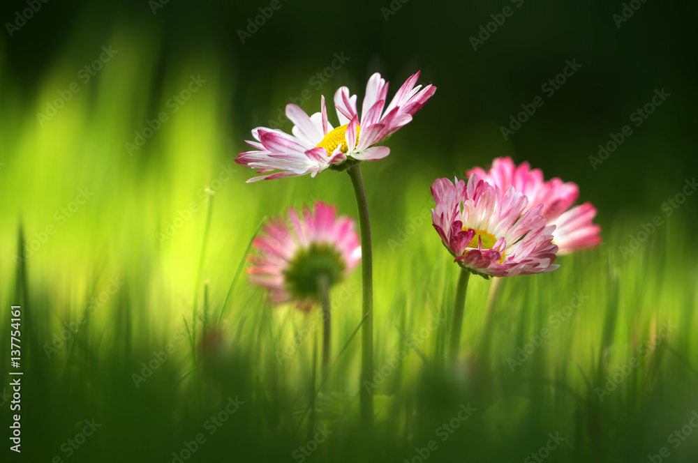 Flowers pink daisies in the grass in spring in the summer close-up macro on sun. Chamomile glow in t