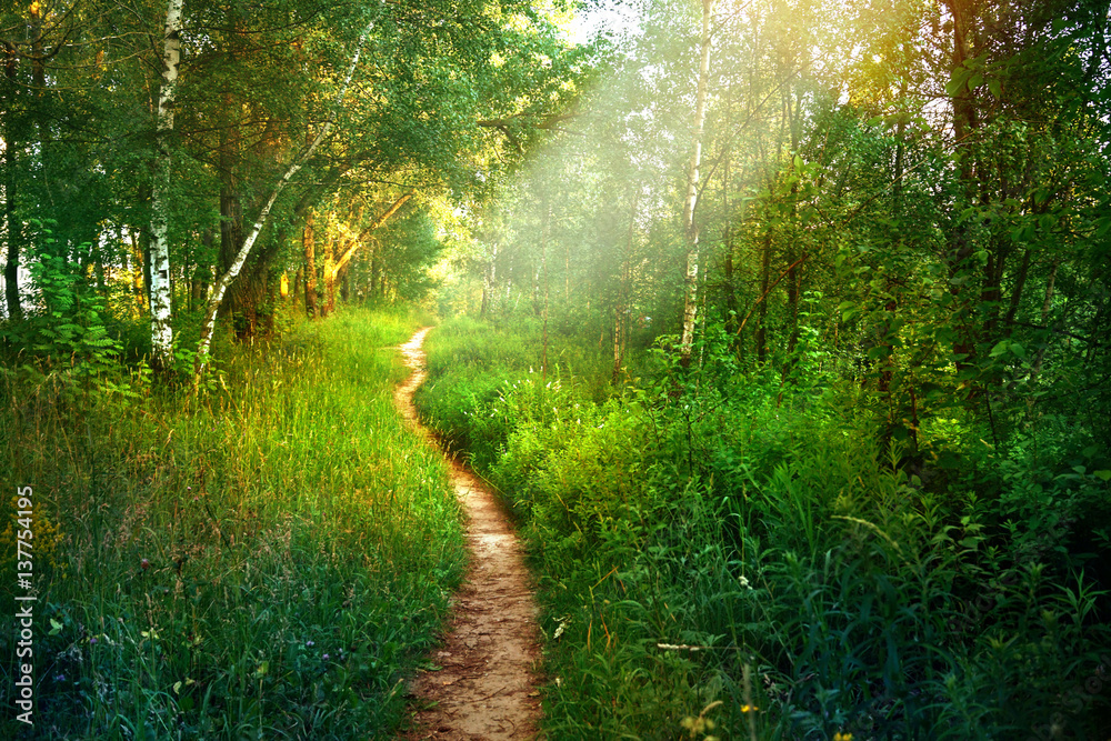 Path footpath in the deciduous forest in spring in the summer in the morning sun. Young lush green t