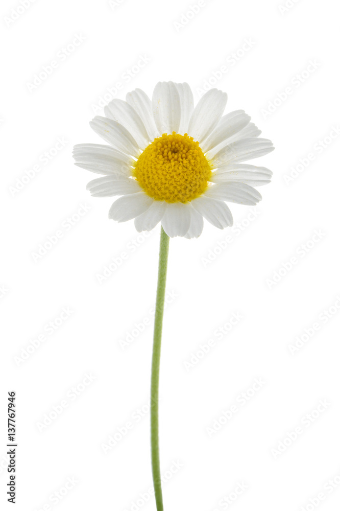 Chamomile isolated on white background. without shadow