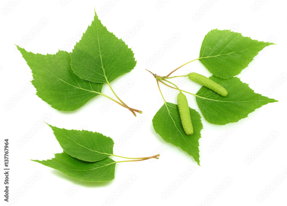 Birch leaves isolated. set
