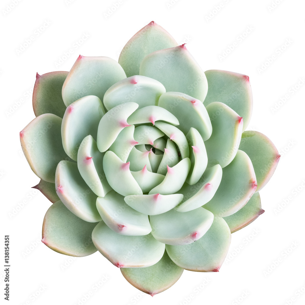 succulent plant isolated