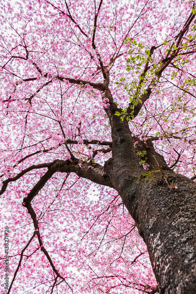 Sakura tree , Japanese cherry blossom symbol of spring