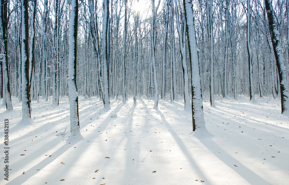 被雪覆盖的树木