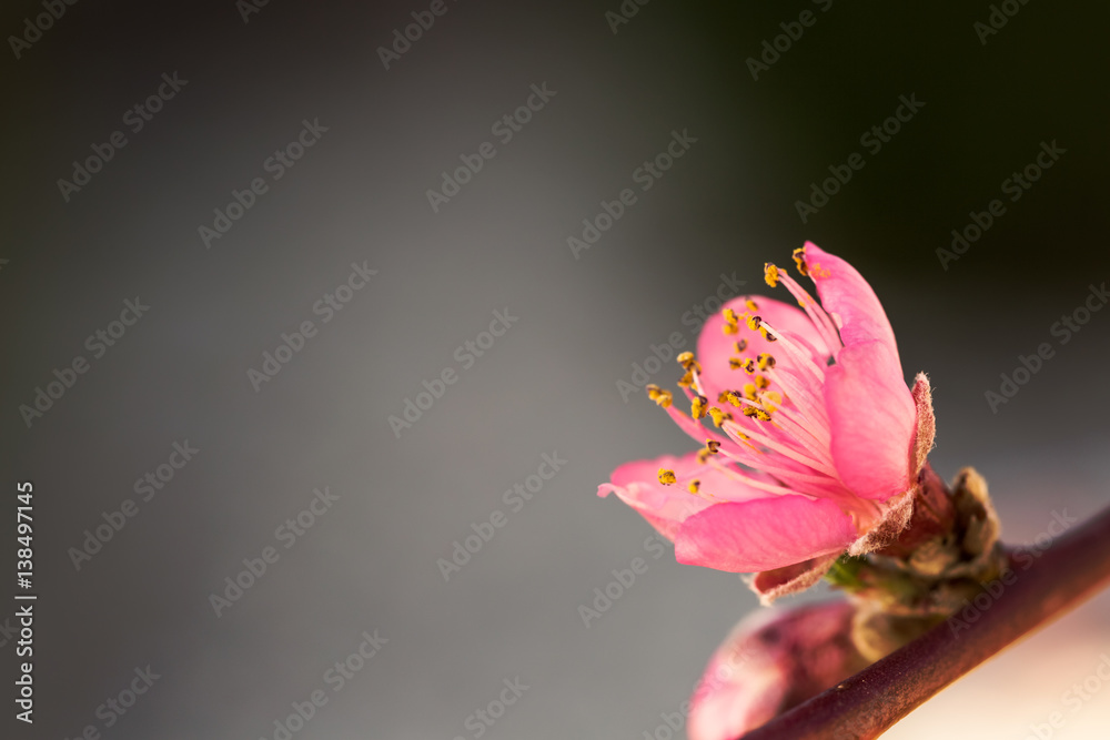 深色背景下阳光下的粉红色果树花朵特写
