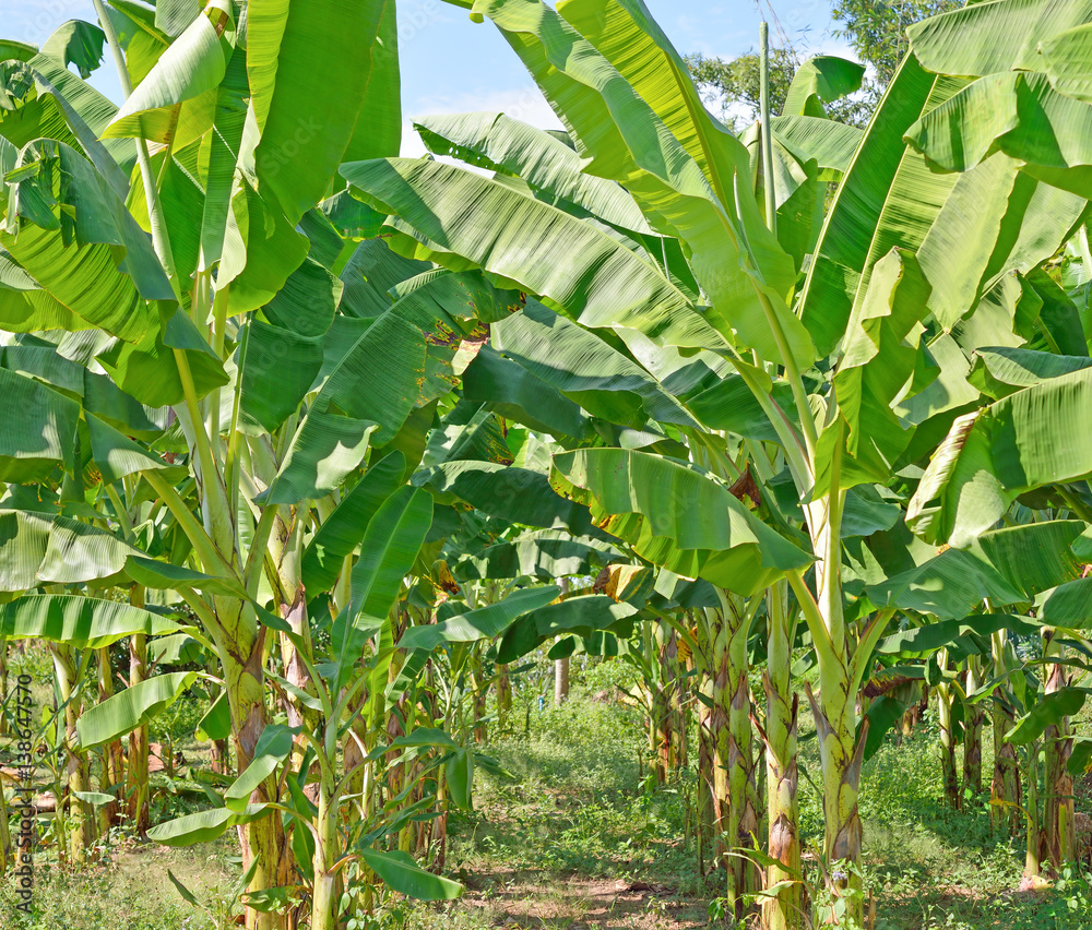 Banana plantation. Banana trees . Backlit leaves of banana. Young banana plants in rural farm in tha