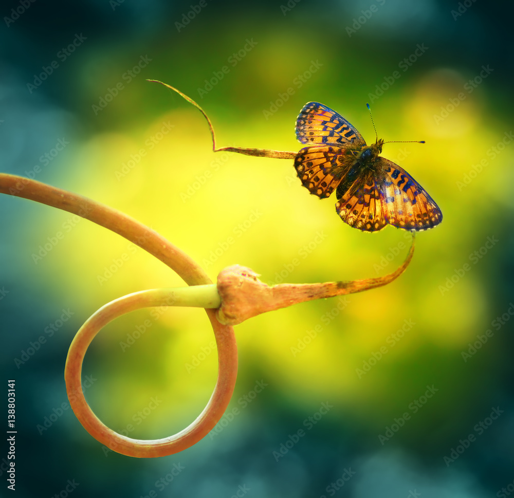 Gold butterfly on nature to curl plant spring summer on a beautiful blurred green and yellow backgro