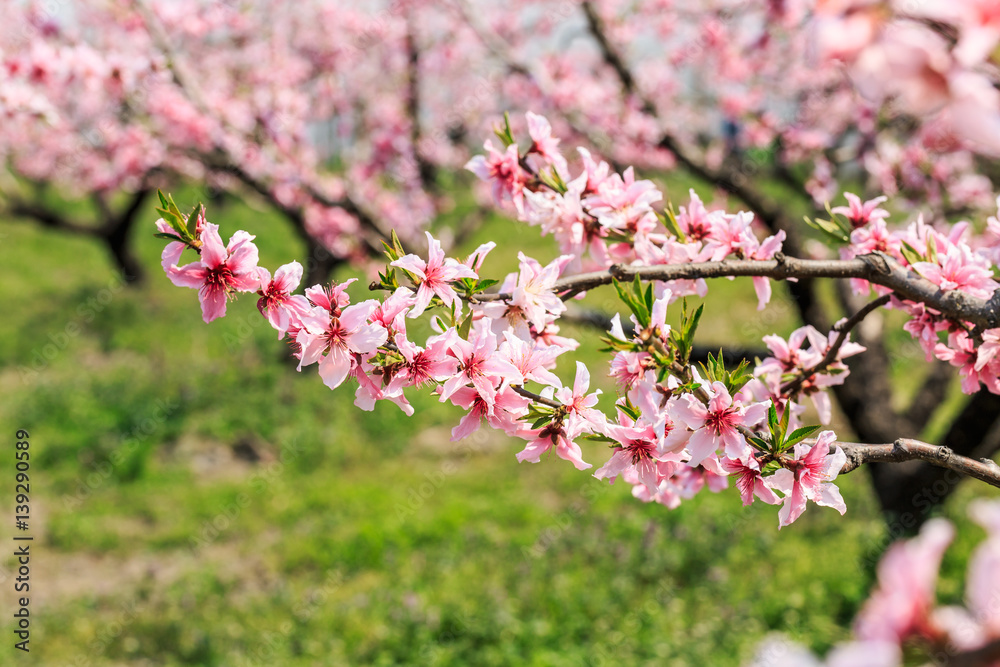 Peach blossoms in the spring