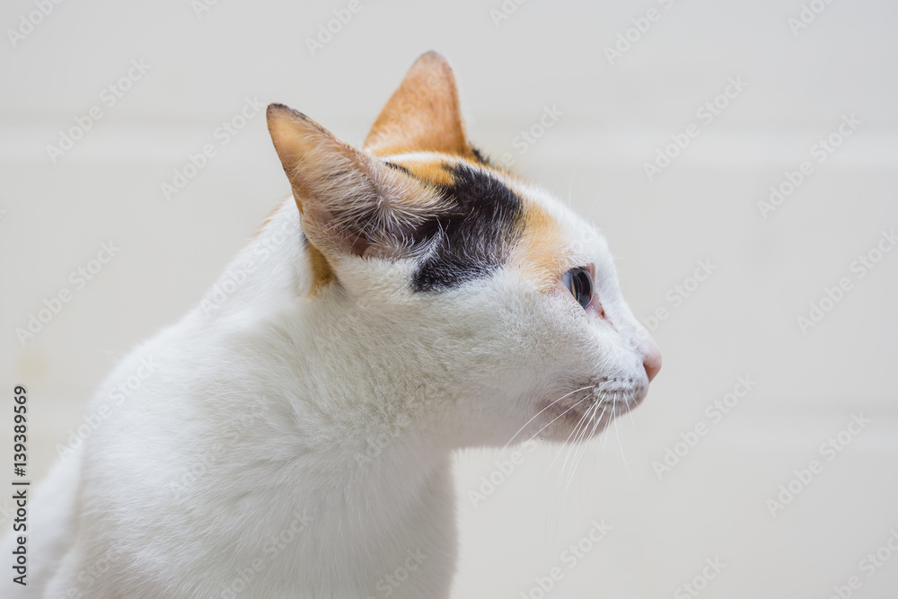 Close up white cat on white background