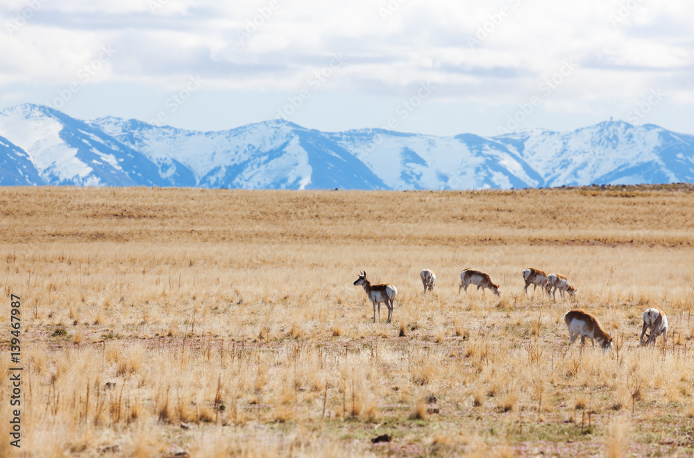 Deer pasturing at desert of Antelope Island