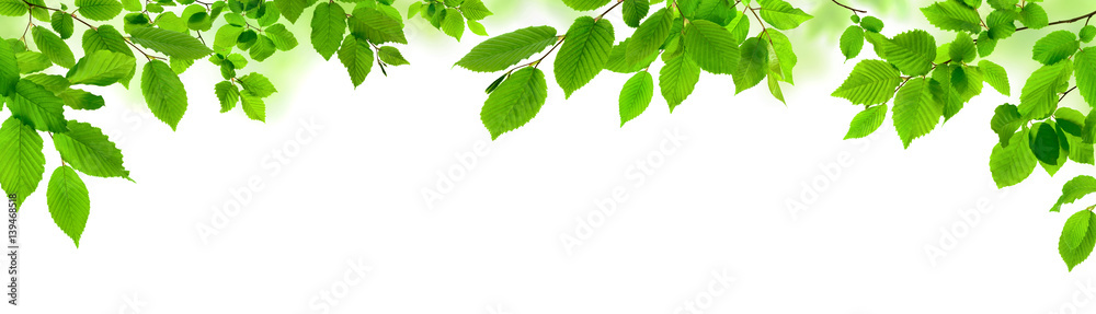 Grüne Blätter auf weiß als natürliche Verzierung, Panorama Format