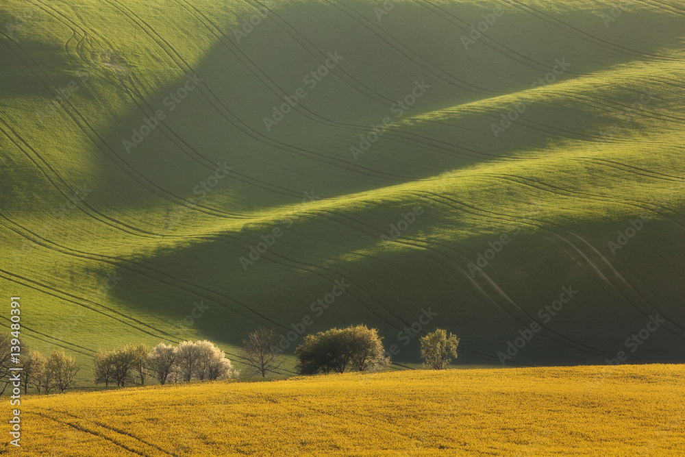Blooming trees and yellow rapeseed field on the background of green wavy fields at sunset  in South 