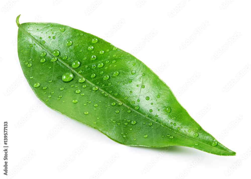 Citrus leaf with drops isolated on a white background. Full depth of field.