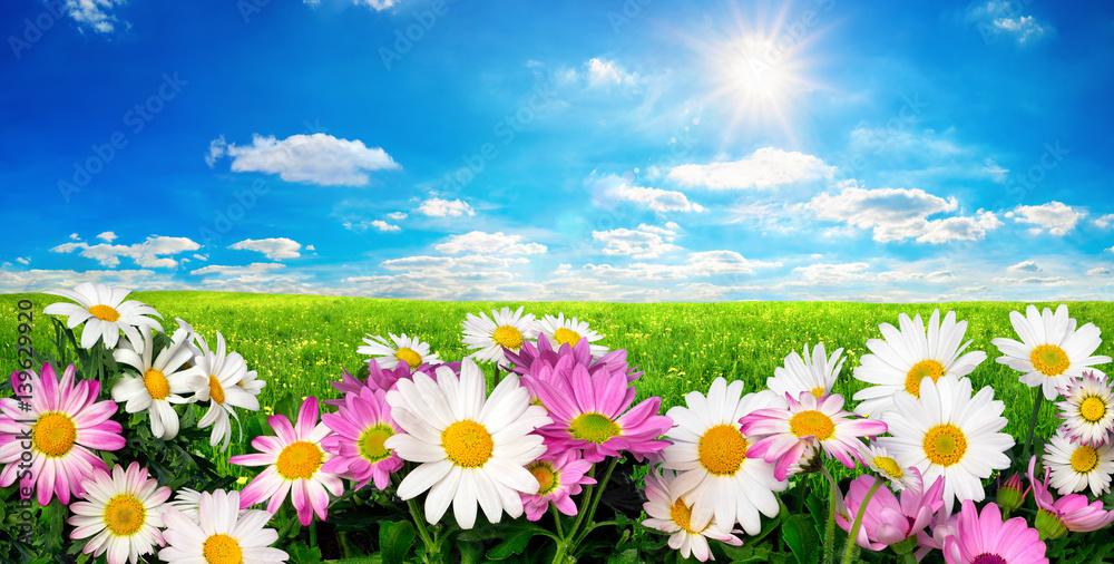Blumen, grüne Wiese und blauer Himmel mit strahlender Sonne