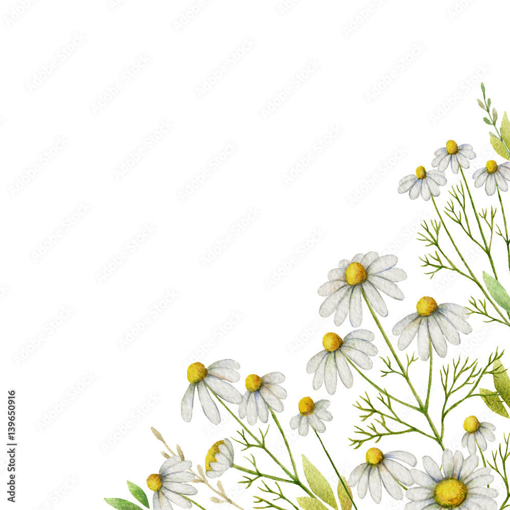 Watercolor chamomile square card of flowers and leaves on a white background.