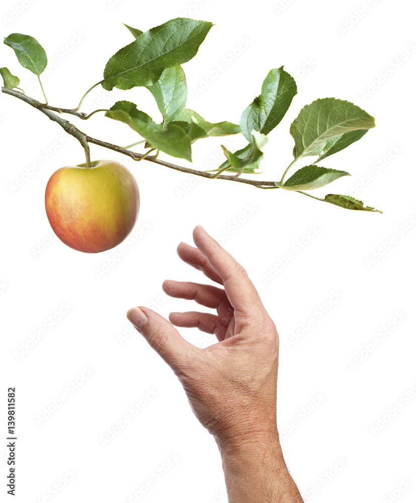 Picking an apple. White background