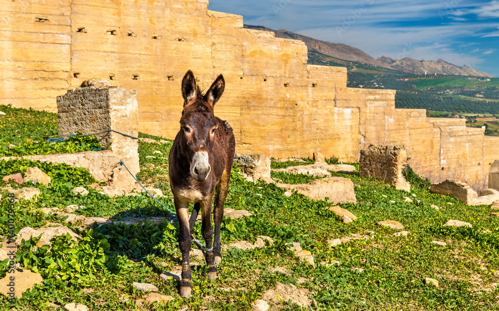 摩洛哥费斯城墙上的驴子