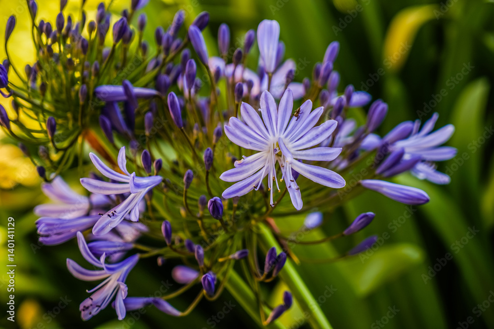 Pond flower violet