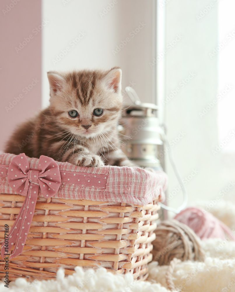 窗台上有可爱的小猫和灯笼的柳条篮子