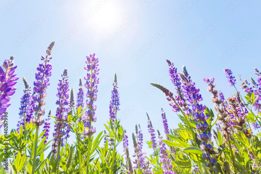 Wildflowers against sunny blue sky