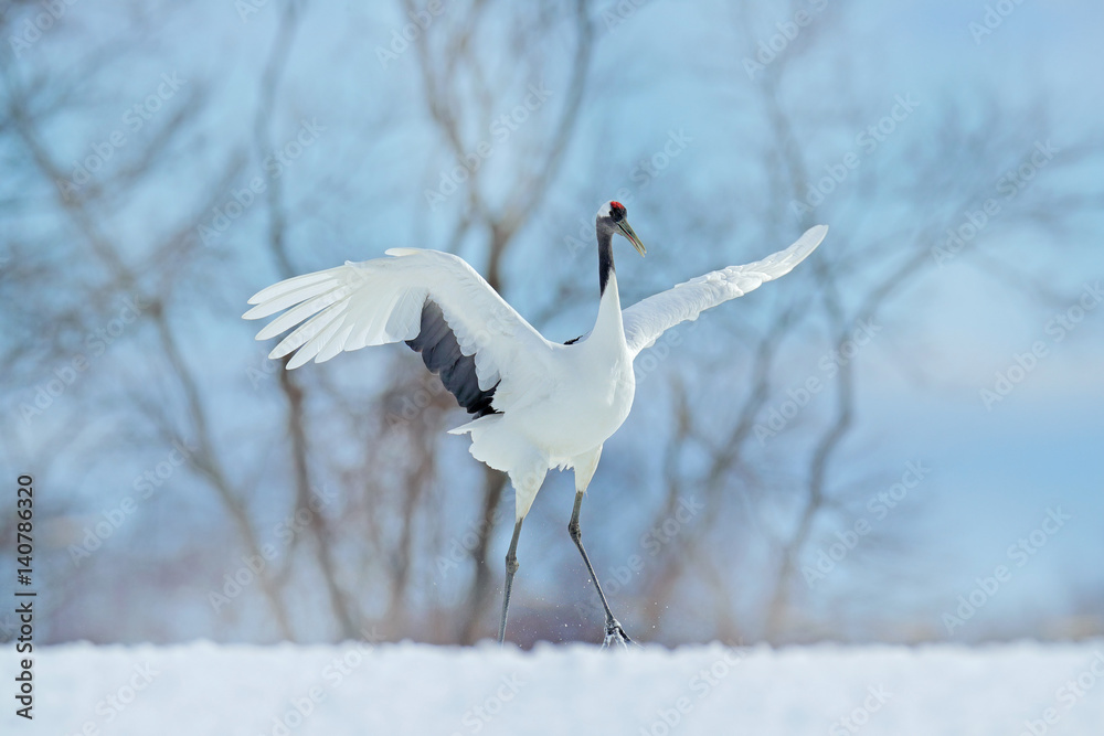 Snow dance in nature. Wildlife scene from snowy nature. Dancing Red-crowned crane with open wing in 