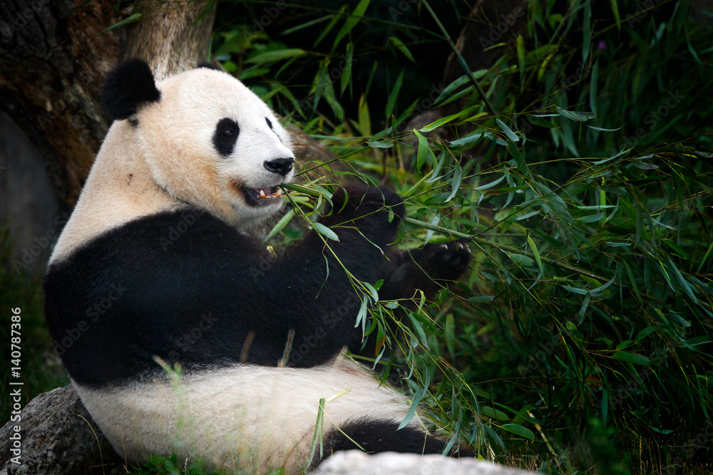 Panda eating bamboo. Wildlife scene from China nature. Portrait of Giant Panda feeding bamboo tree i