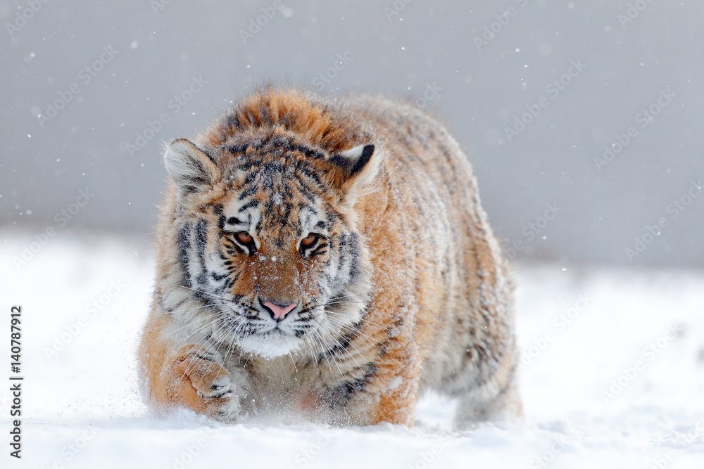 Running tiger with snowy face. Tiger in wild winter nature.  Amur tiger running in the snow. Action 
