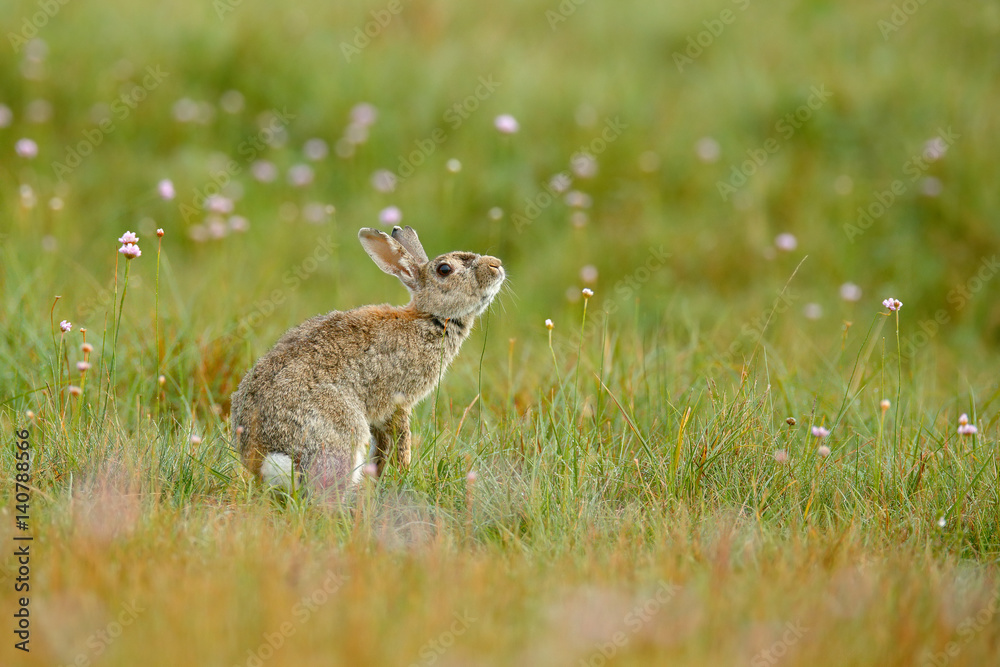 Cute rabbit with flower dandelion sitting in grass. Animal nature habitat, life in meadow. European 