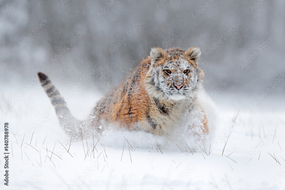 Amur tiger running in the snow. Tiger in wild winter nature. Action wildlife scene with danger anima