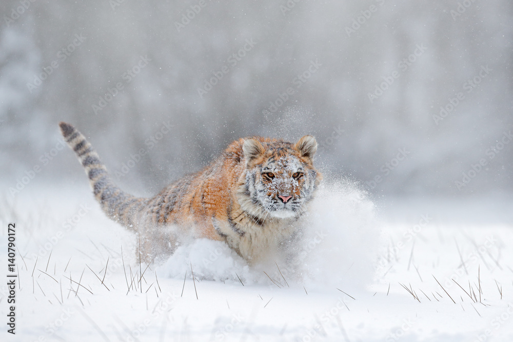 飞虎。野生冬季老虎。东北虎在雪地里奔跑。野生动物动作场景wi